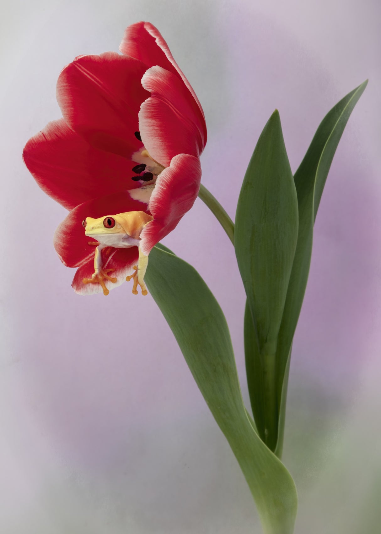 Spring is in the Air Poster och Canvastavla