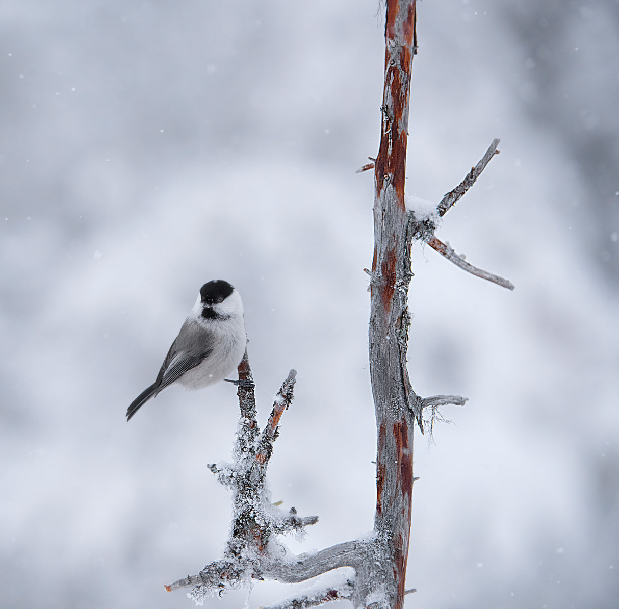Willow tit Poster och Canvastavla