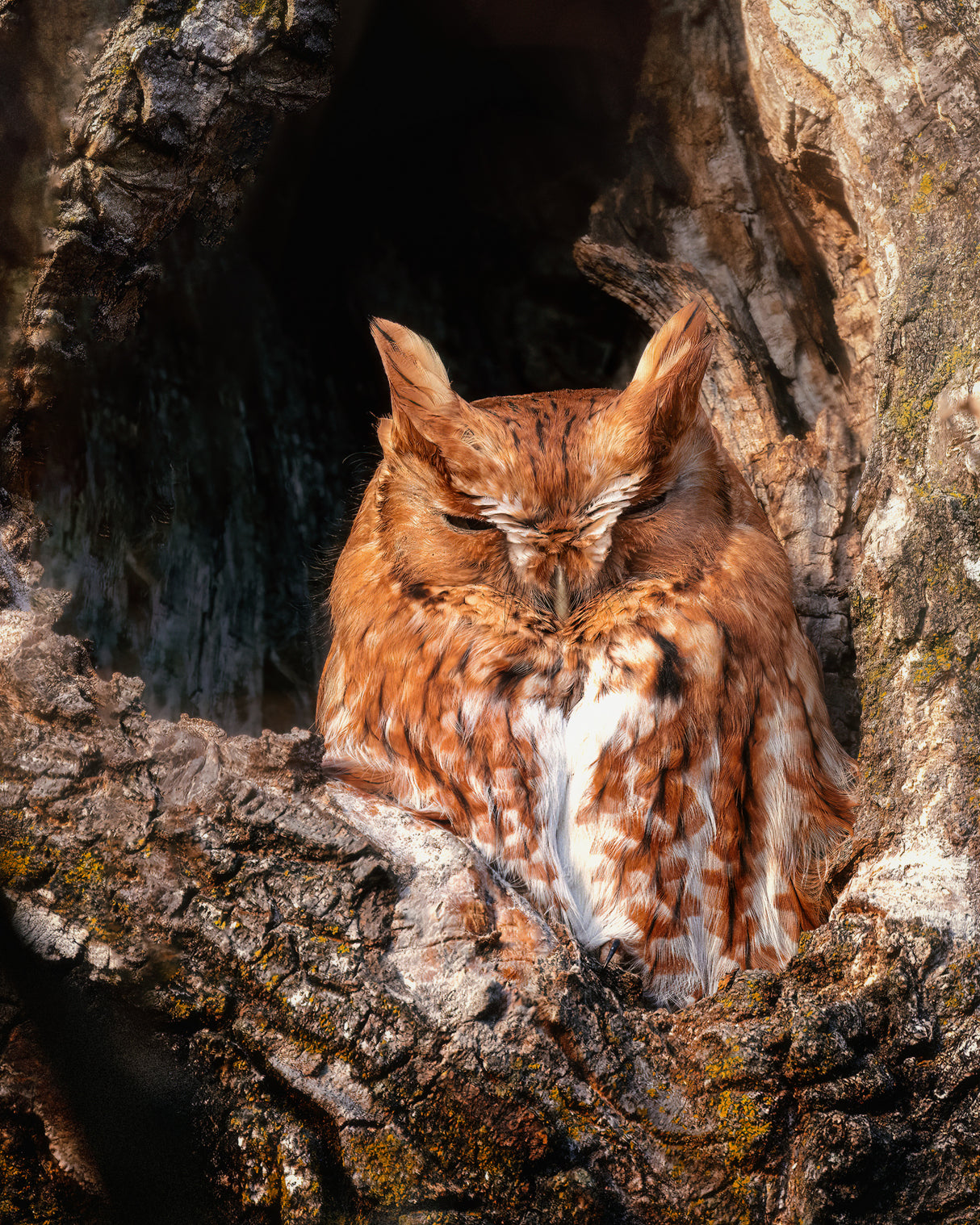 Eastern Screech-Owl Poster och Canvastavla