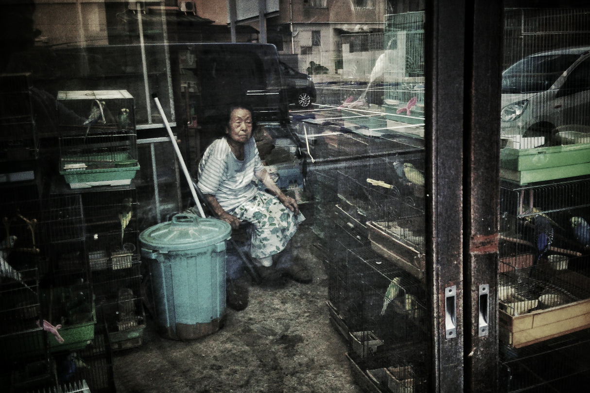 A bird seller - colored memory Poster och Canvastavla