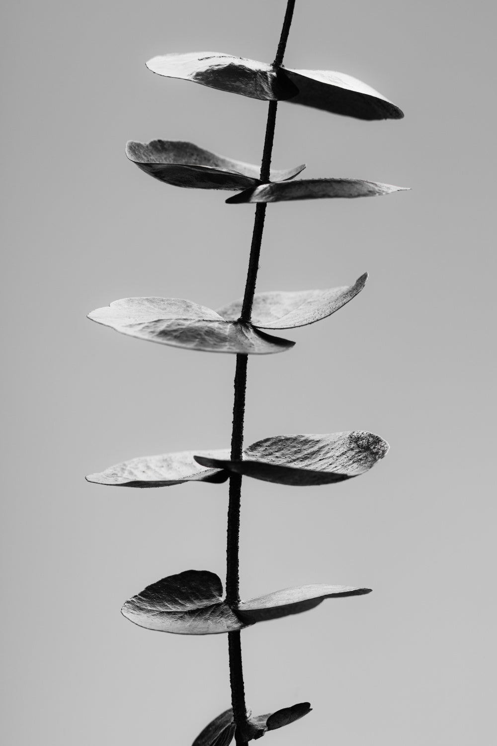 Eucalyptus Black & White Poster och Canvastavla