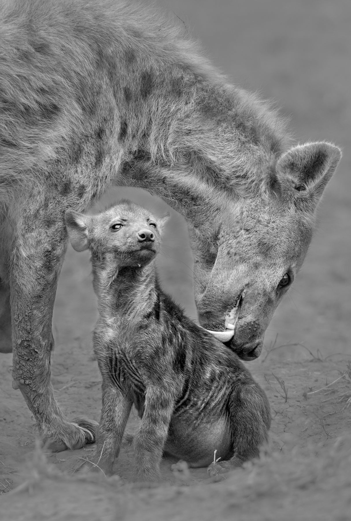 Hyena and her cub Poster och Canvastavla