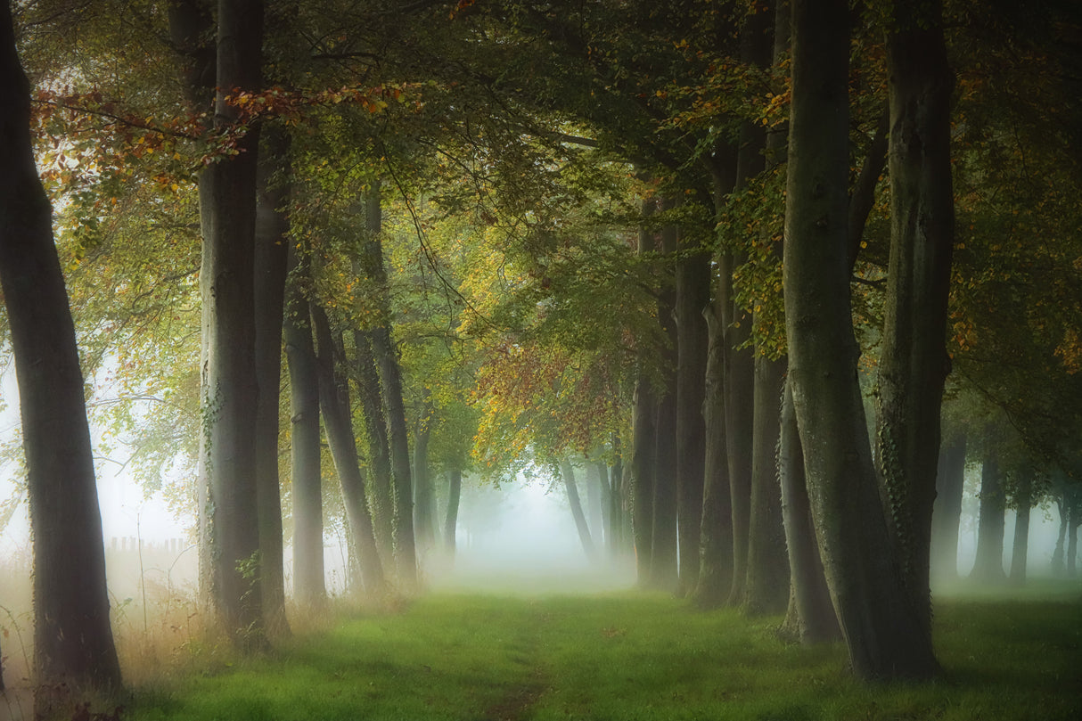 a foggy October morning Poster och Canvastavla