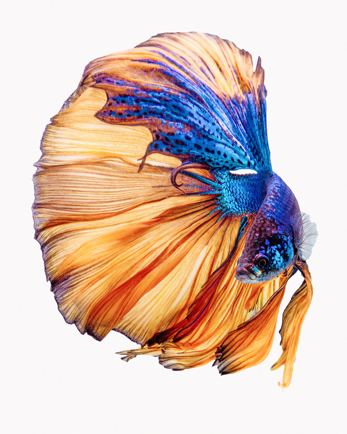 Yellow & Blue Poster och Canvastavla