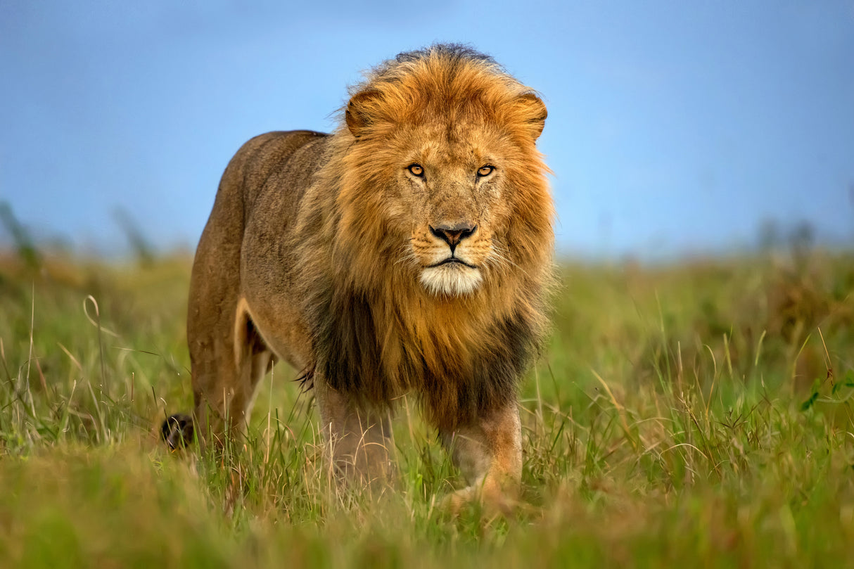 Lion patrol Poster och Canvastavla