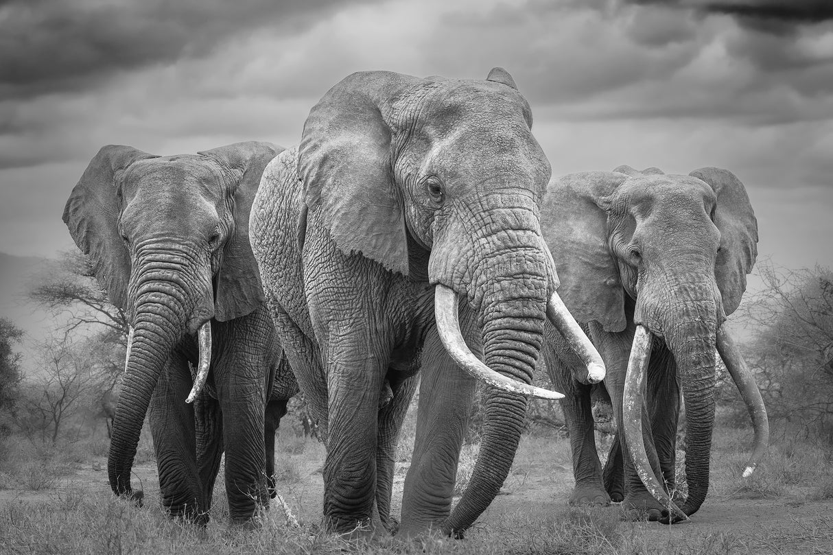 The Bull Trio! Poster och Canvastavla