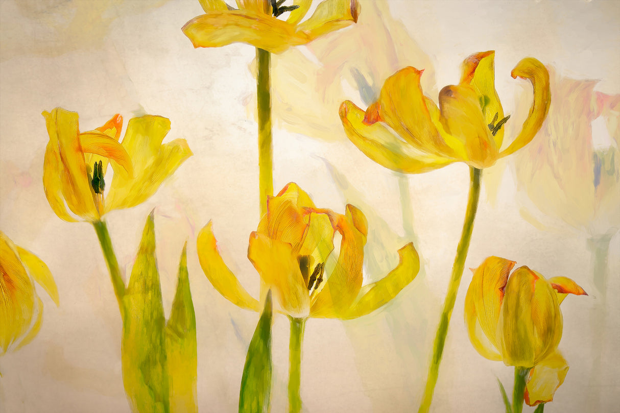 Flowering tulips Poster och Canvastavla