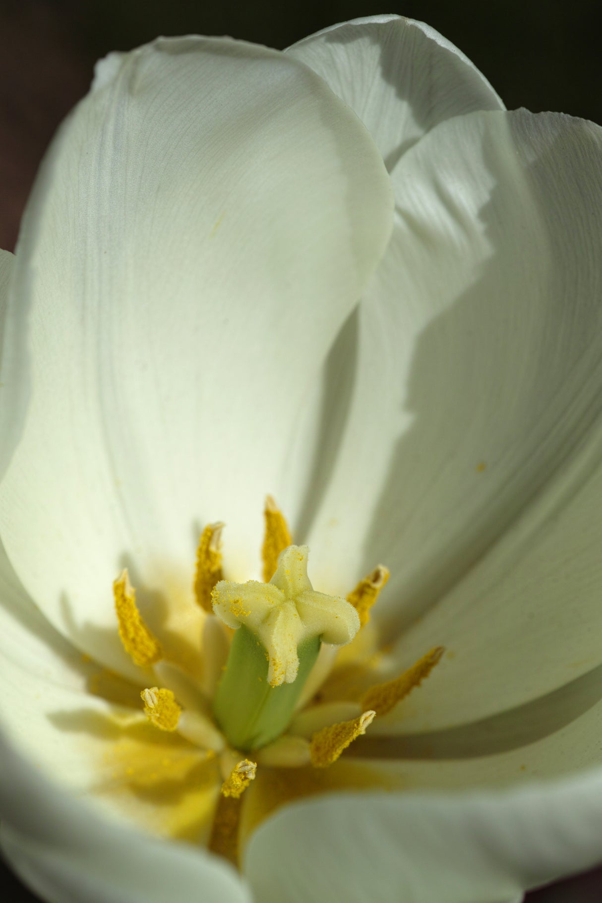 white tulip close up Poster och Canvastavla