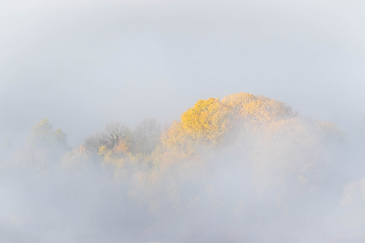 TREES IN FOG Poster och Canvastavla