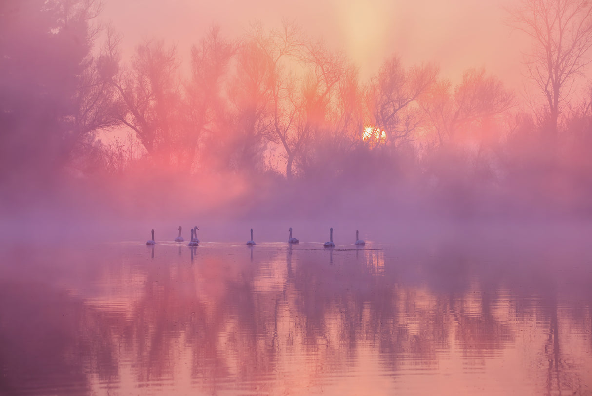 Swan Lake Sunrise Poster och Canvastavla