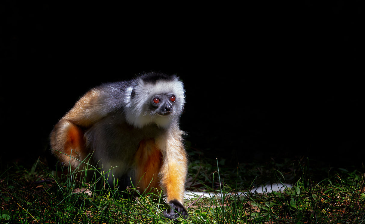 Lemur Poster och Canvastavla