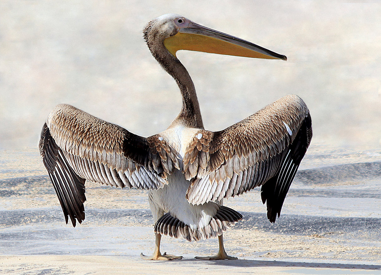 Pelican's Wingspan Poster och Canvastavla