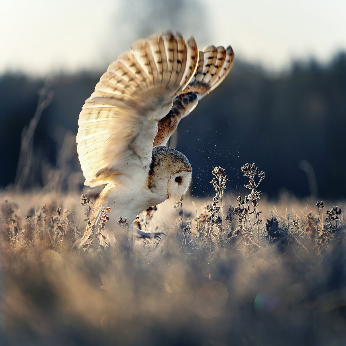 Barn owl at sunrise Poster och Canvastavla