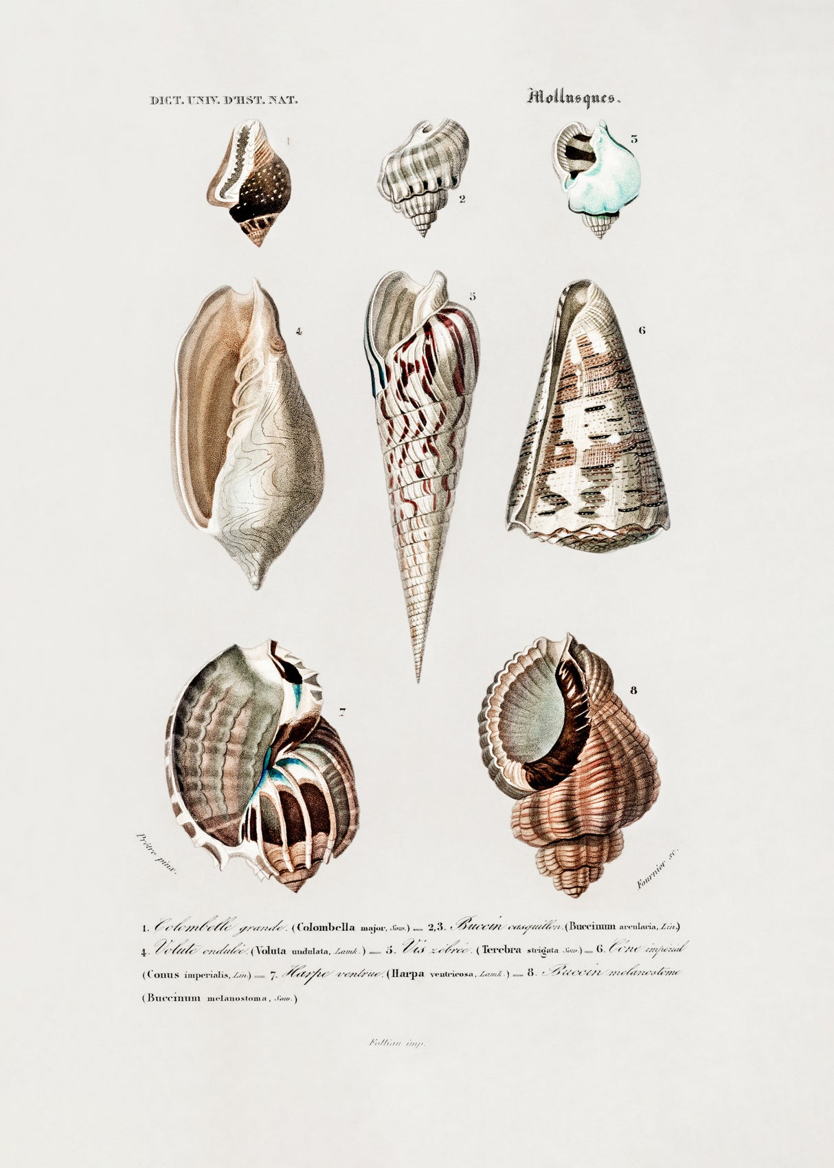 Sealife I Poster och Canvastavla