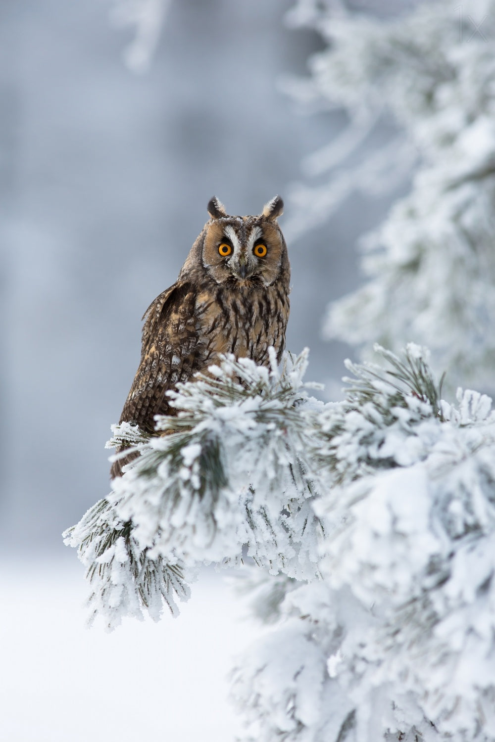 Long-eared owl Poster och Canvastavla