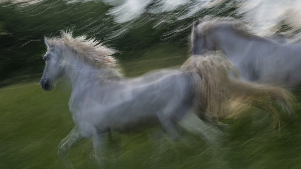 Gallop 3 Poster och Canvastavla