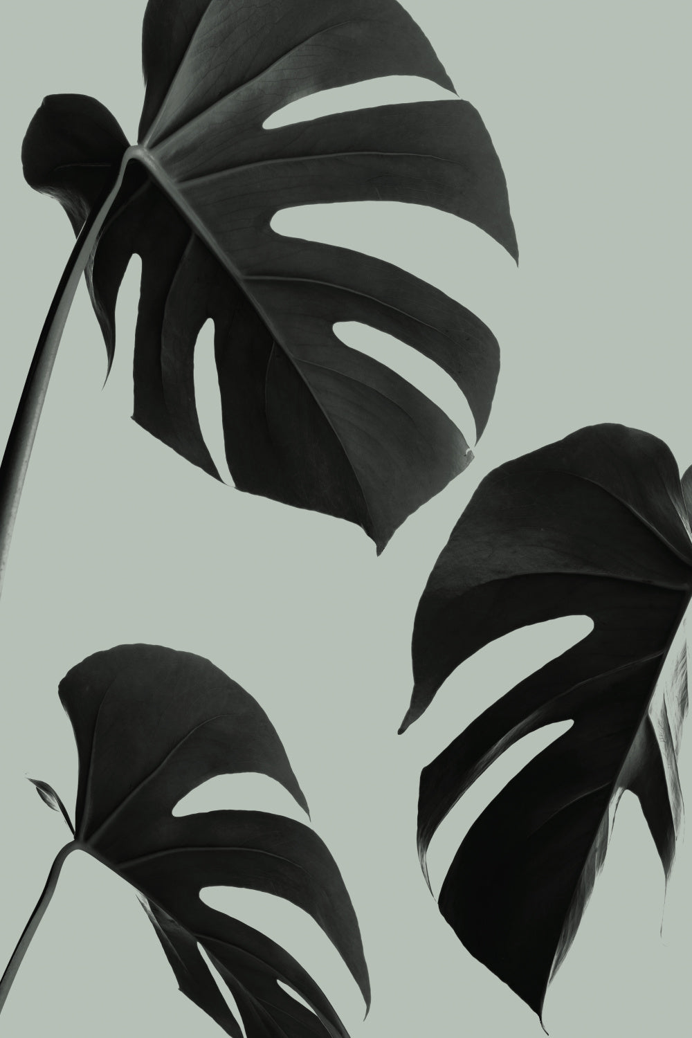 Monstera Teal 05 Poster och Canvastavla