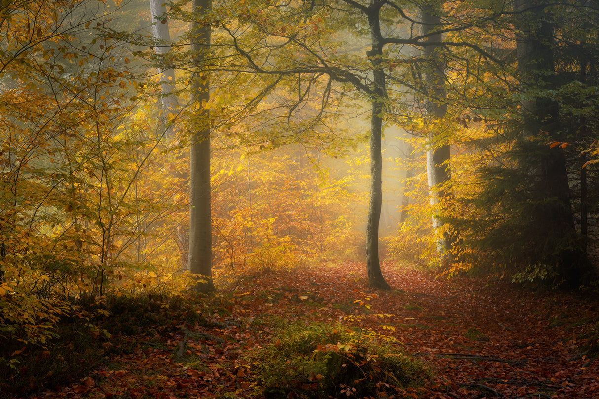 Autumn Trees Poster och Canvastavla