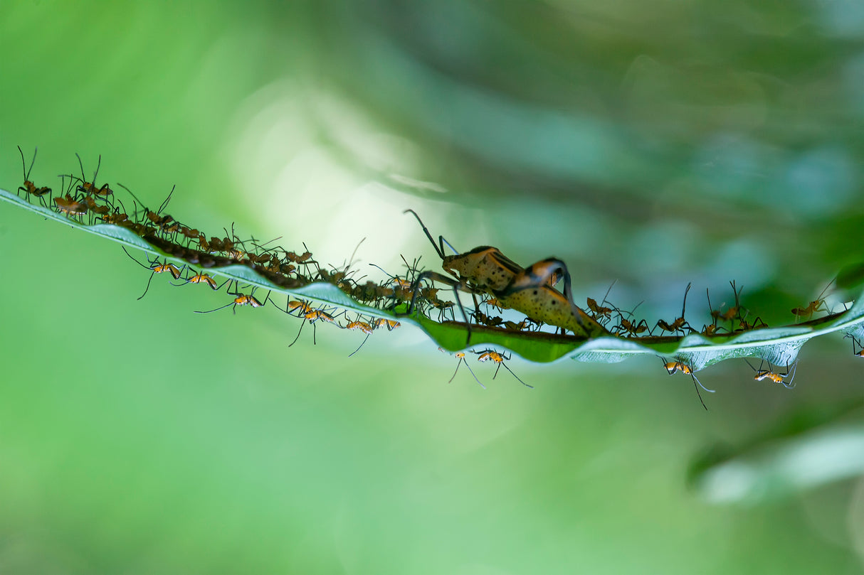 New Born of Insects Poster och Canvastavla