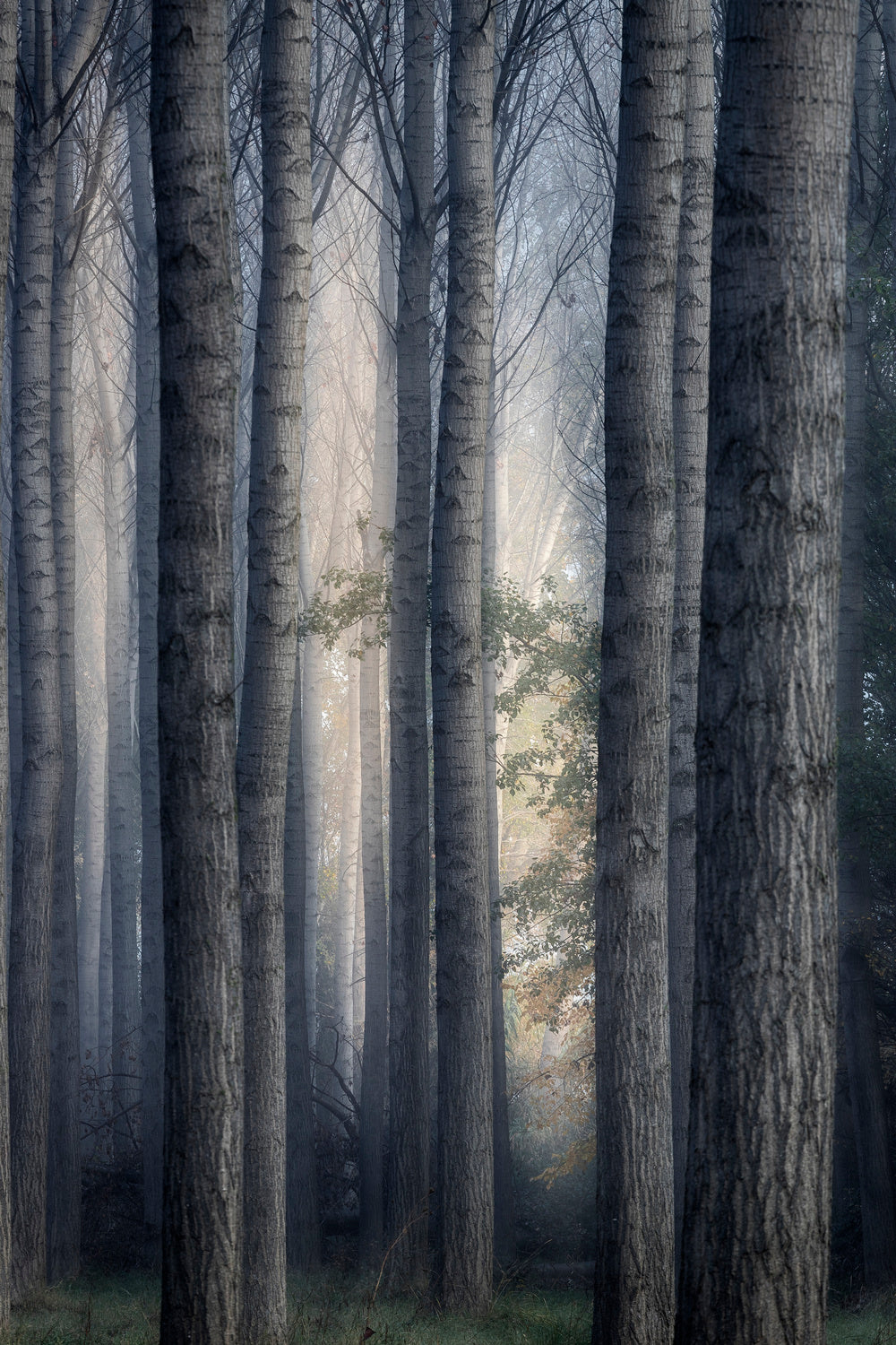 A moment of light Poster och Canvastavla