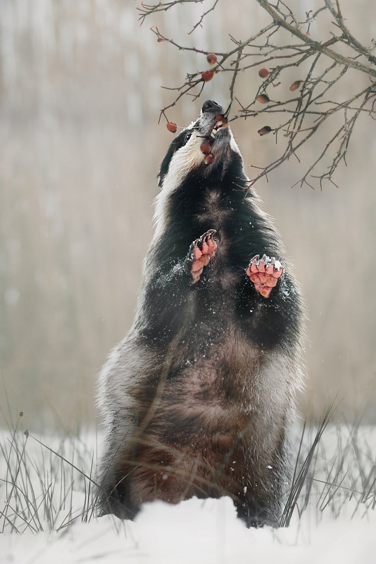 Badger with rosehips Poster och Canvastavla