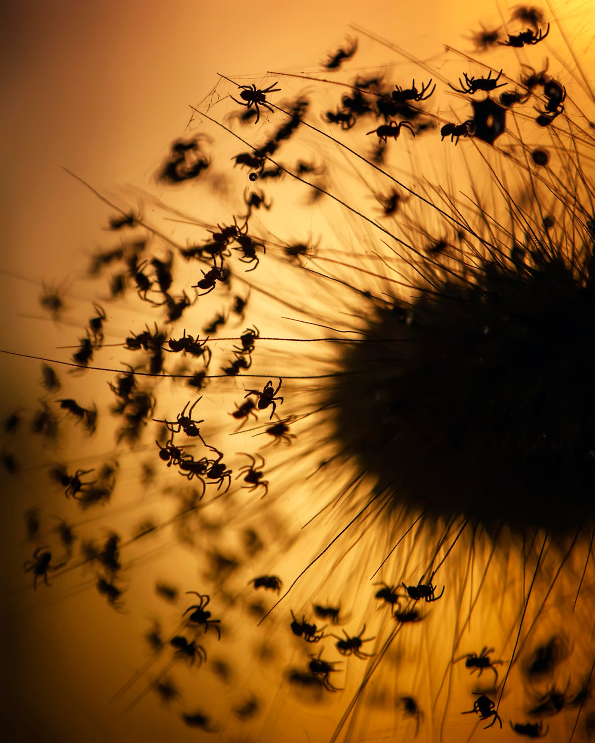 Silhouette of The Baby Spiders Poster och Canvastavla