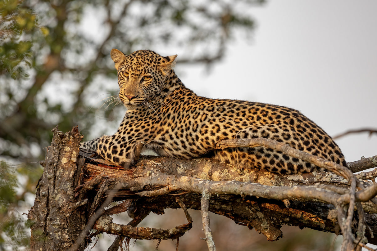 Young Leopard Poster och Canvastavla