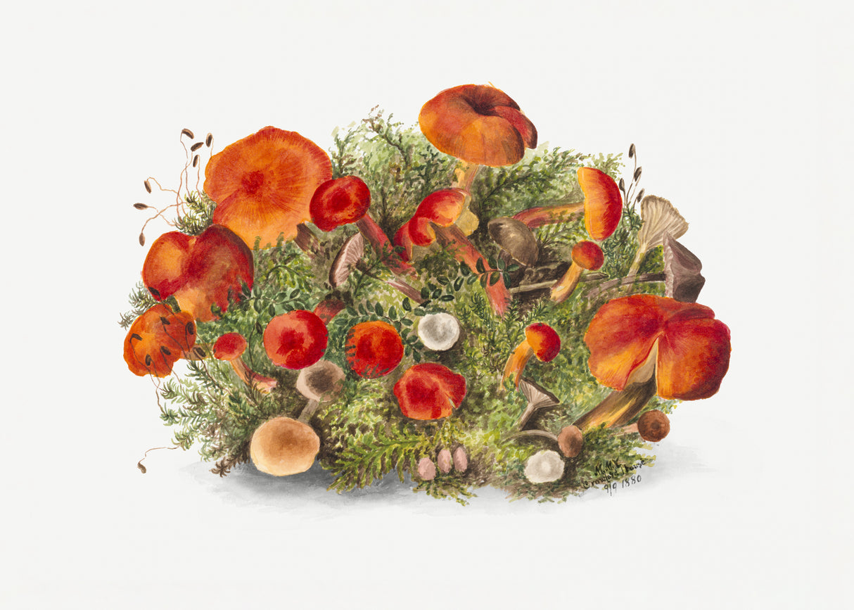 Study of Mushrooms (1880) Horizontal Poster och Canvastavla