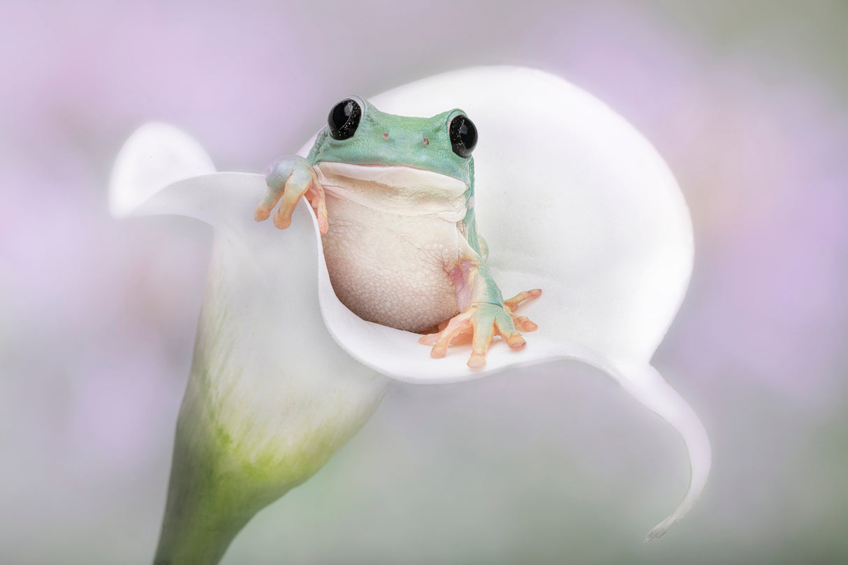 White's Tree Frog on a White Lily Poster och Canvastavla