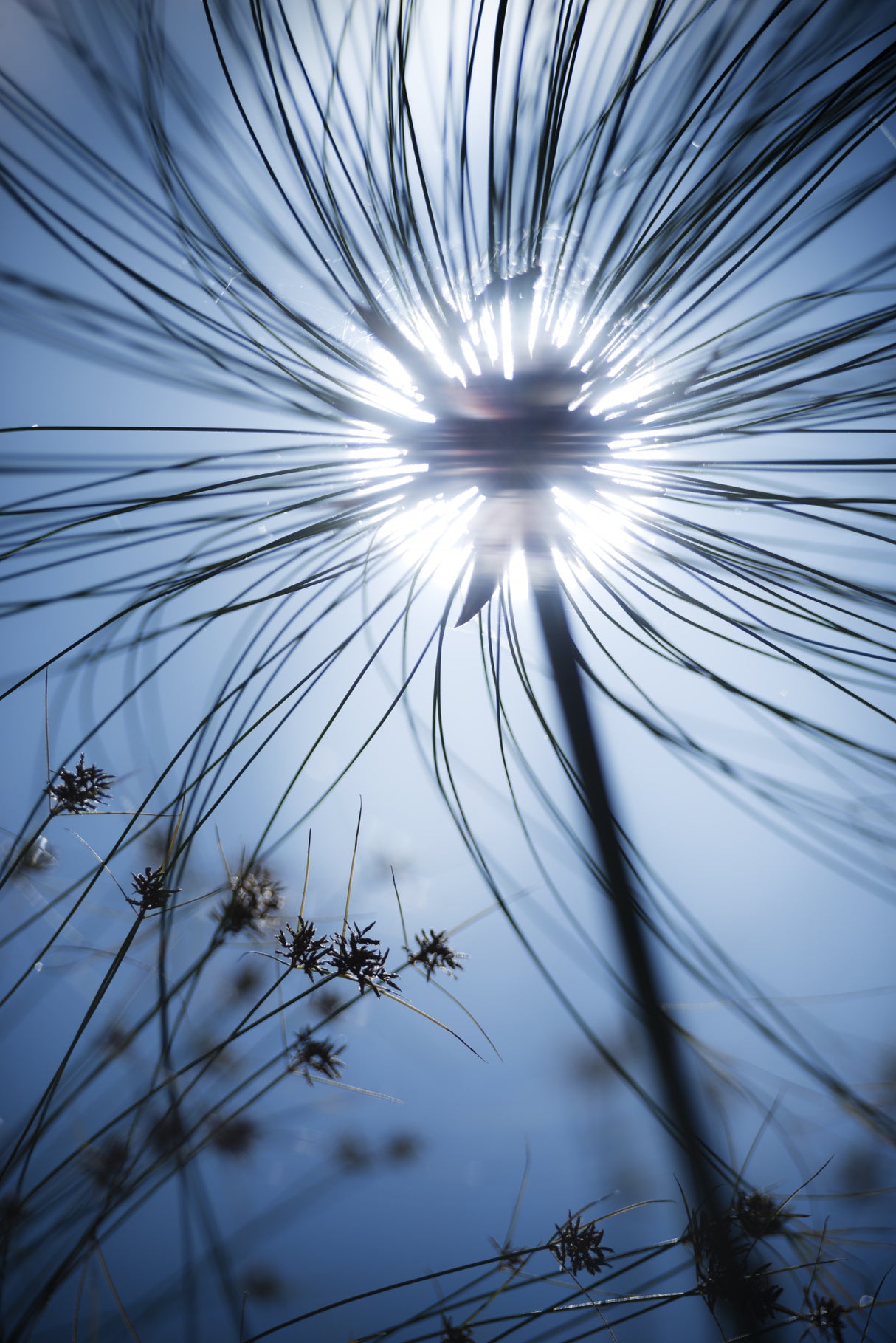 Botanic Blue Poster och Canvastavla