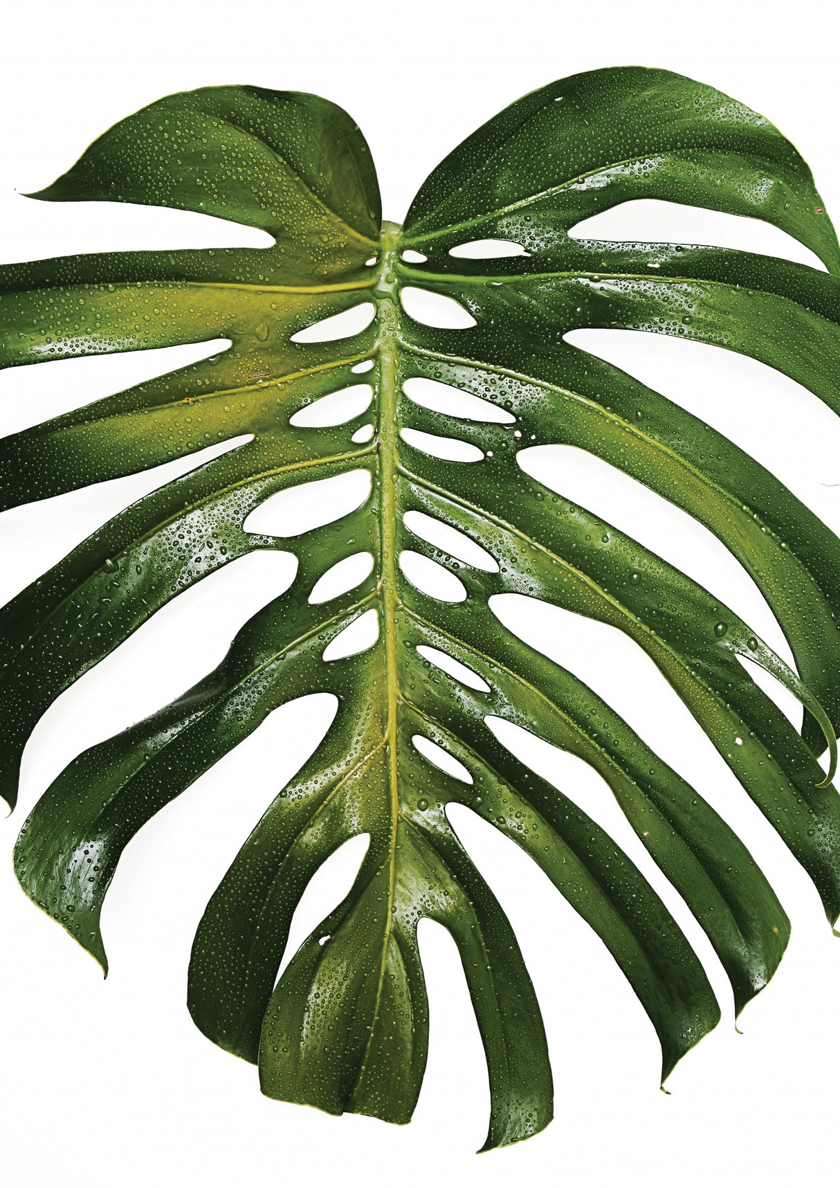 Tropical Heat Poster och Canvastavla