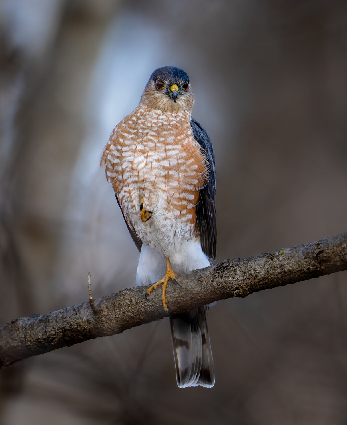 Sharp shinned hawk Poster och Canvastavla