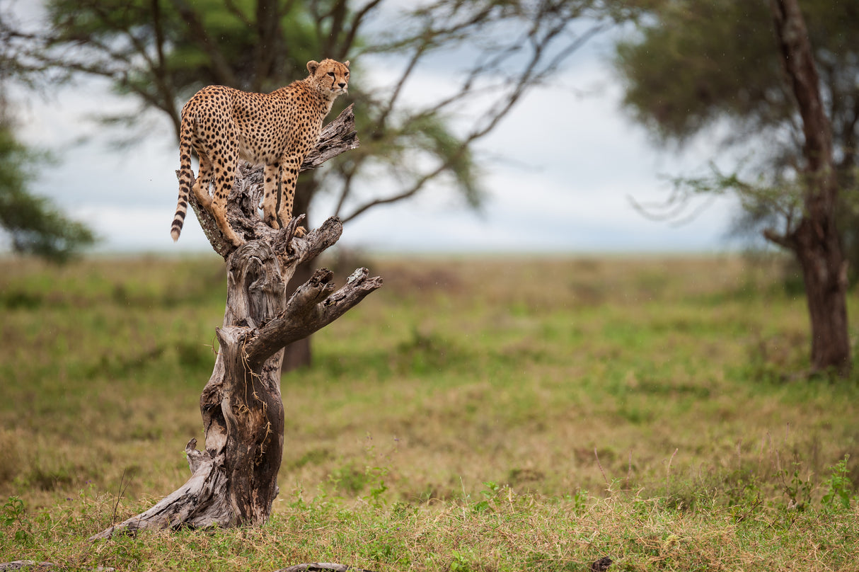 I'm spotted, I'm on a tree, I'm a leopard! Poster och Canvastavla