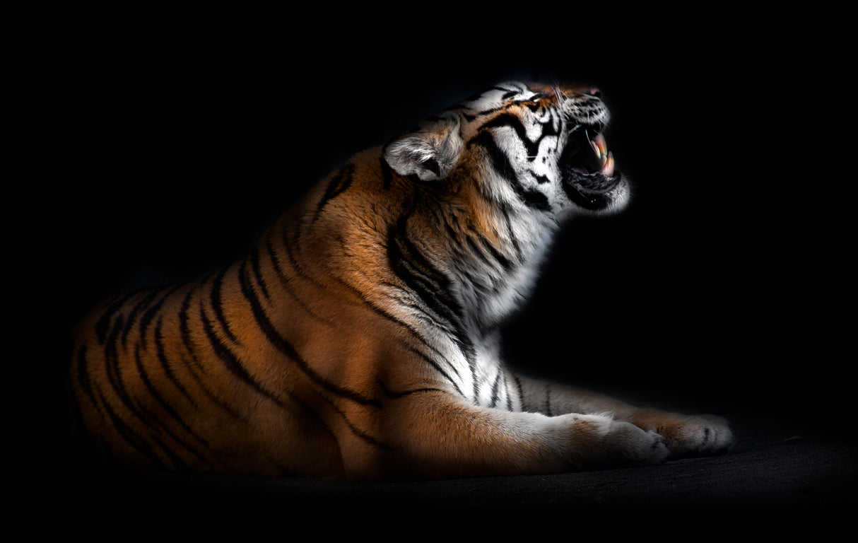 Tiger portrait Poster och Canvastavla