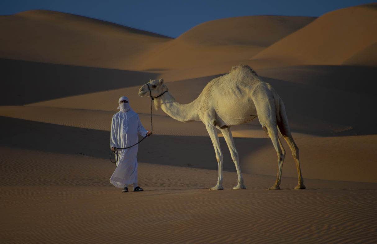 desert camel Poster och Canvastavla