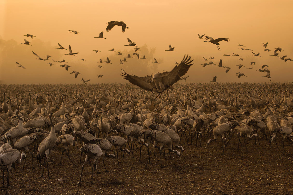 Lord of the Cranes... Poster och Canvastavla