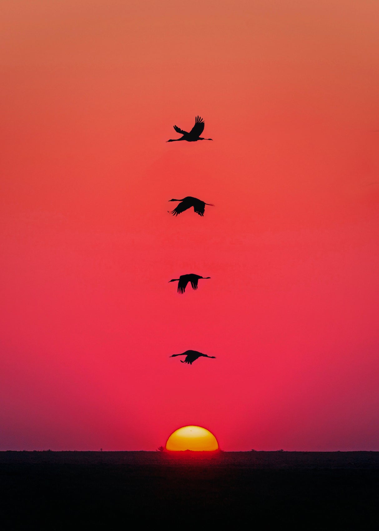 Sunset Birds Poster och Canvastavla