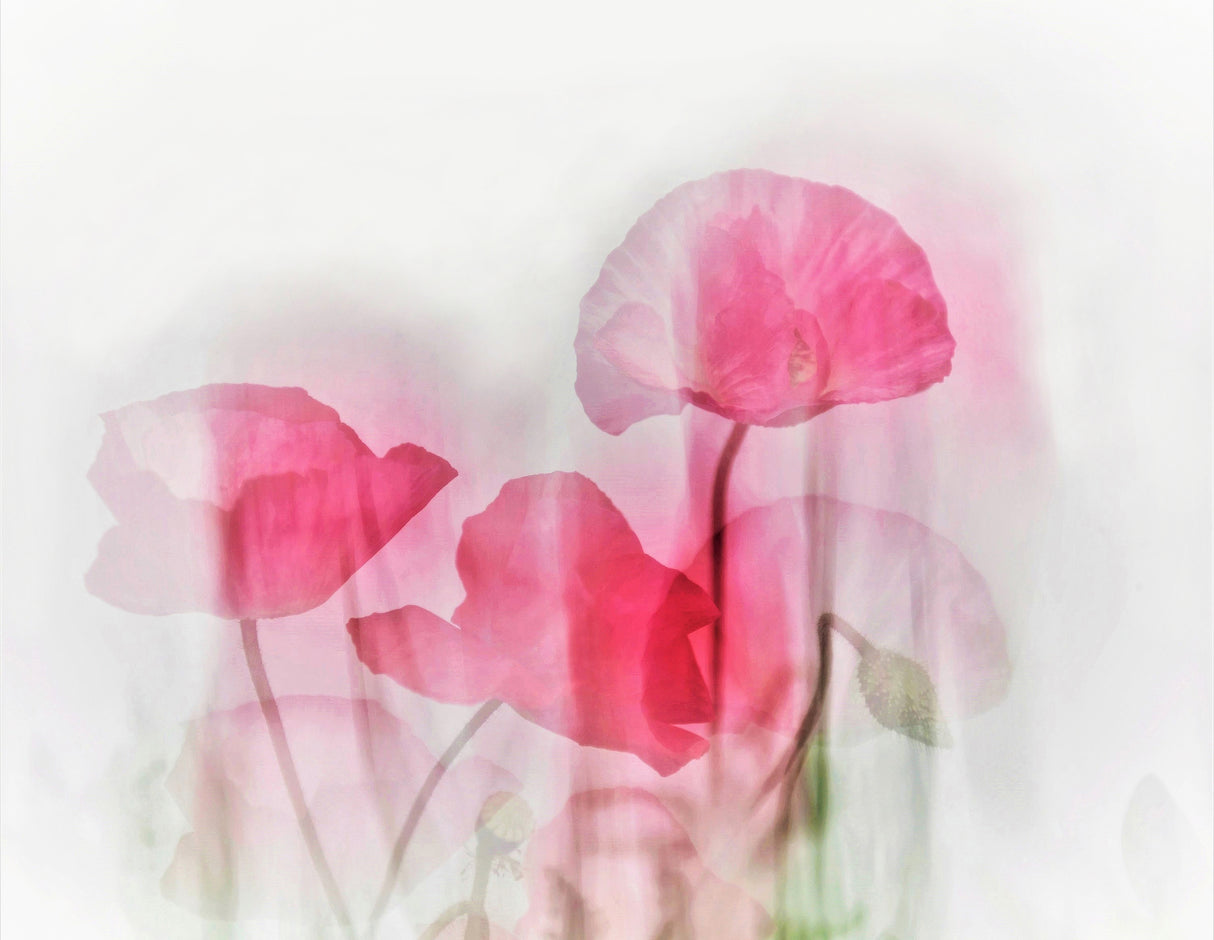 Flowers Poster och Canvastavla