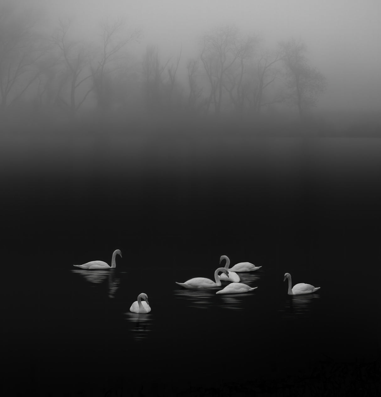 Swan lake foggy morning Poster och Canvastavla