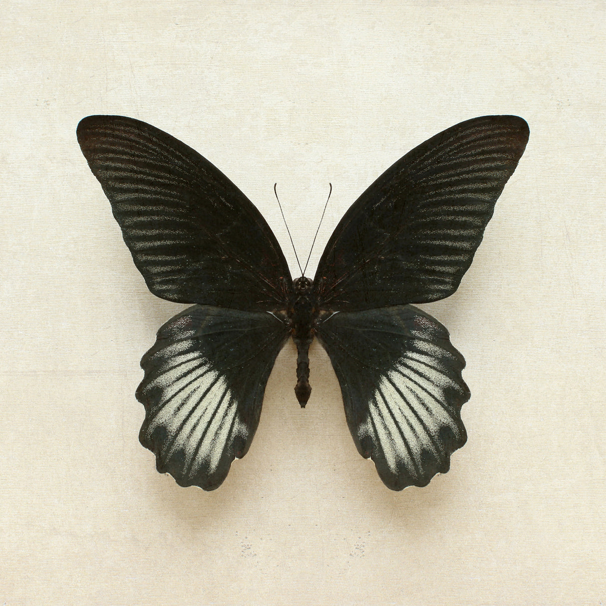 Black Mormon Butterfly Square Poster och Canvastavla
