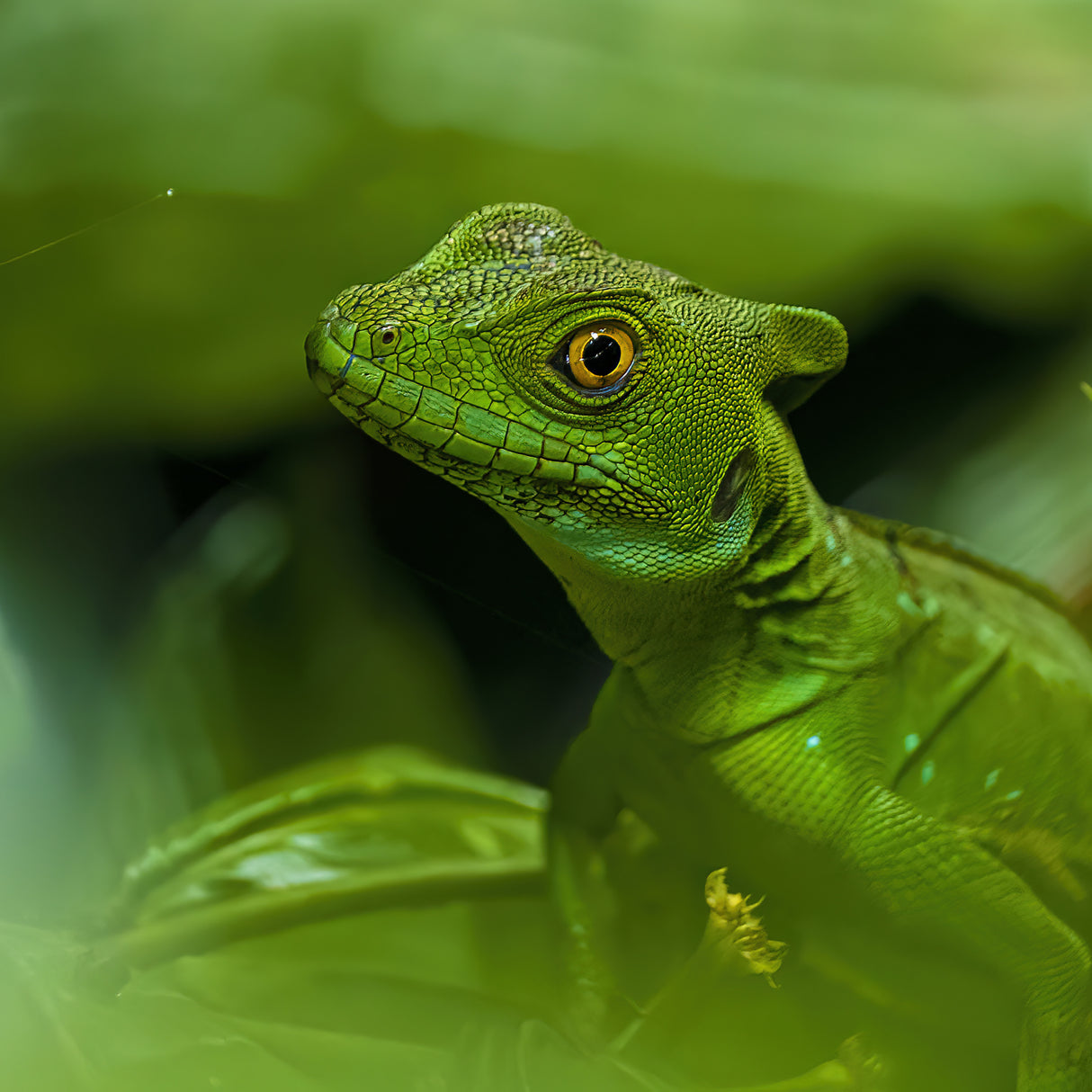 Back to Jurassic Park? Poster och Canvastavla