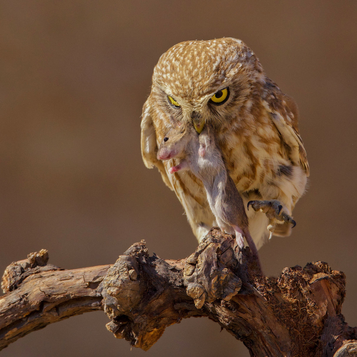 Little Owl Poster och Canvastavla