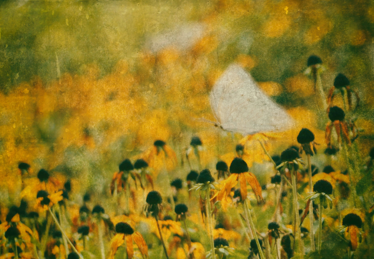 End of Summer Poster och Canvastavla