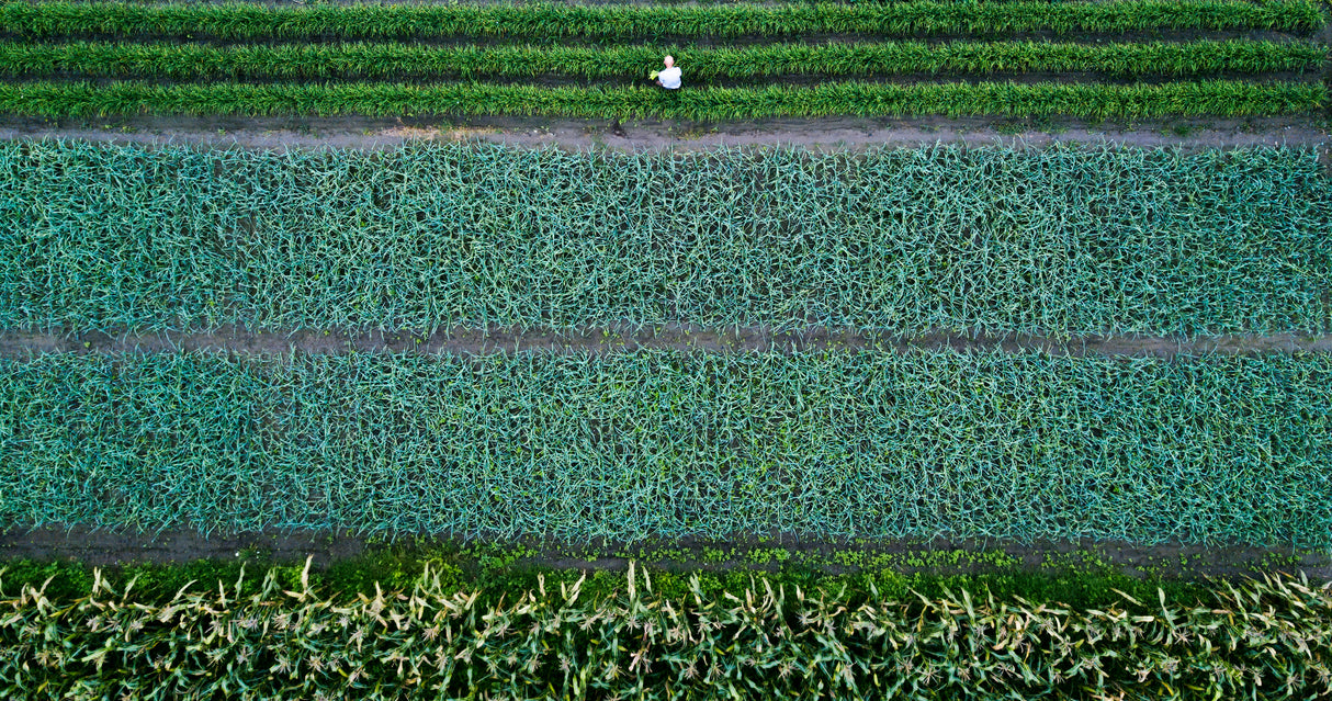 Food source Poster och Canvastavla