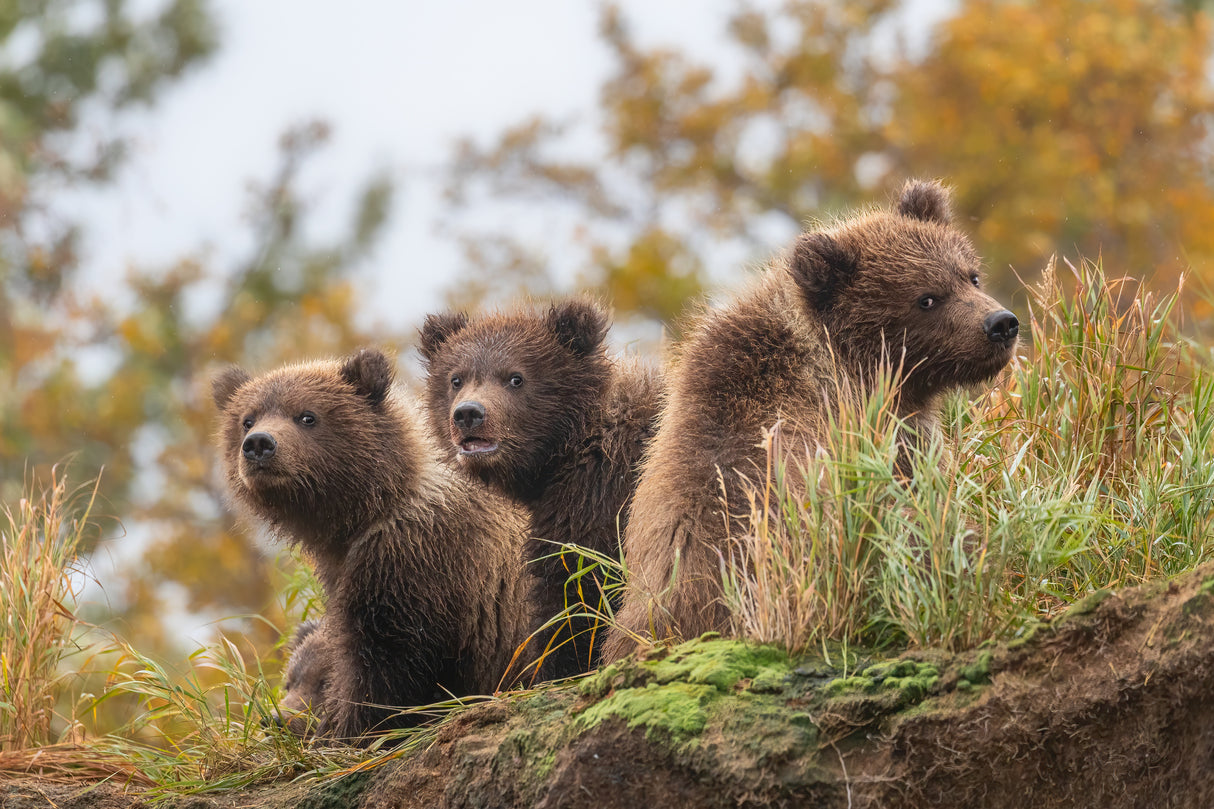 bear cubs Poster och Canvastavla