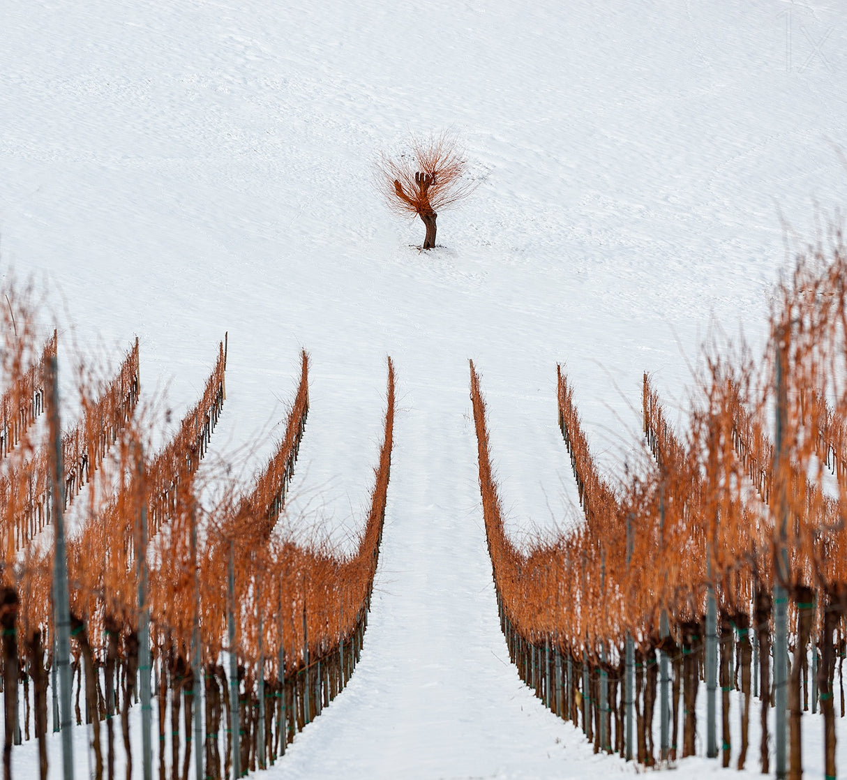 Winter Poster och Canvastavla