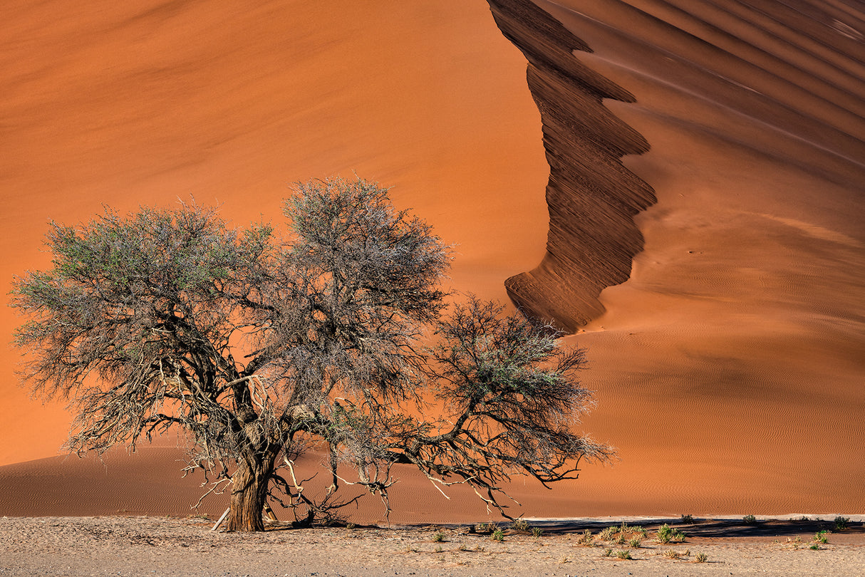 Acacia in the desert Poster och Canvastavla