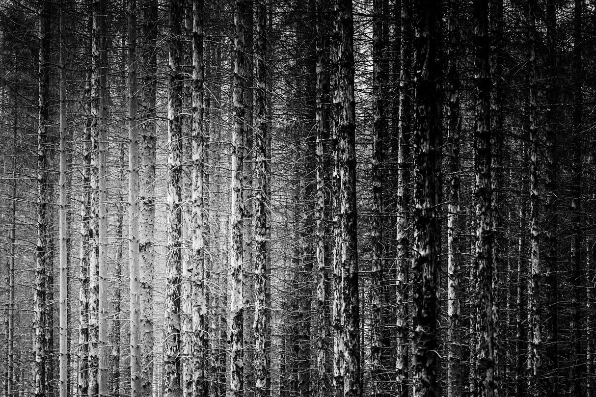 Skeleton Trees Poster och Canvastavla