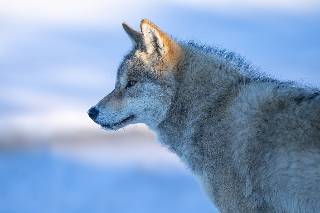 A vigilant Wolf Poster och Canvastavla