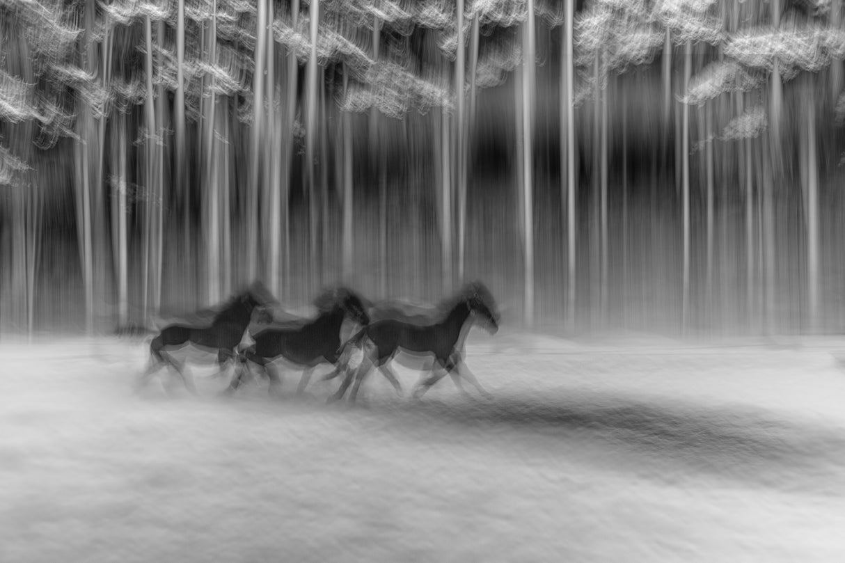 winter mystique Poster och Canvastavla